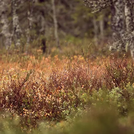 Sport Hotel Vuokatti